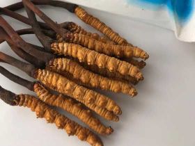 佛山斷條冬蟲夏草回收電話|上門高價回收各...
