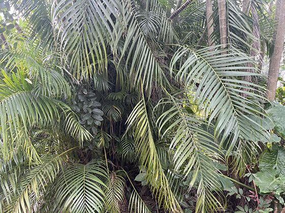 茉莉與生態(tài)：作為蜜源植物對(duì)庭院生物多樣性的促進(jìn)作用