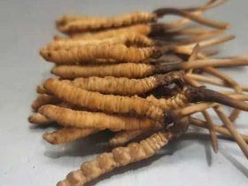 佛山回收禮盒裝冬蟲夏草商家-魚翅回收電話