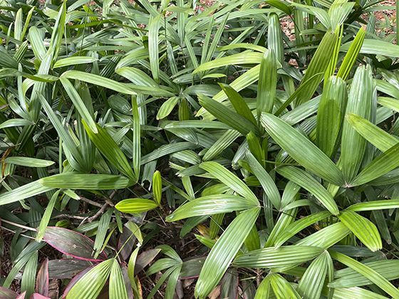 2026年职场文化在支持员工家庭责任方面有何趋势？