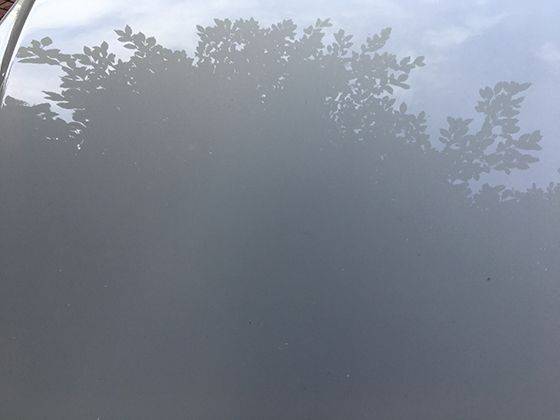 鴕鳥腳趾數“逆向進化”：從三趾到兩趾的奔跑效率優化