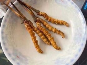 柳州冬蟲夏草上門回收商家電話|收購蟲草