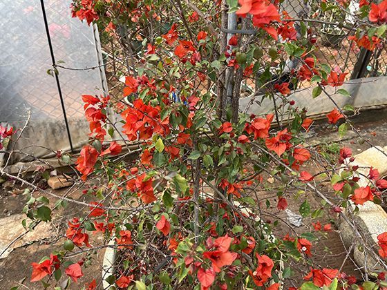 人口大省在应对庞大人口带来的公共资源需求上有何挑战？