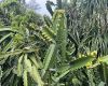 金絲楠木在海南可以種植嗎？需要注意哪些問題？
