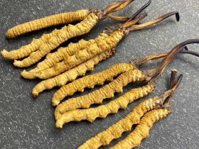 龍巖禮盒裝冬蟲夏草高價回收商家-高價上門...