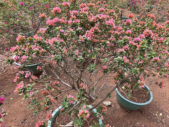 如果2026年选择在旅行中过小年，哪些城市有独特的庆祝活动可体验？