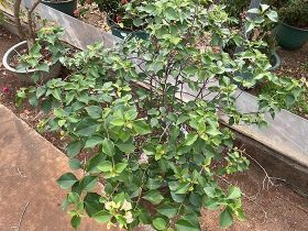 在边民互市购买的商品，可以通过哪些合规的...