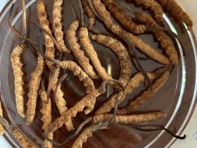 南平回收冬蟲夏草|鹿茸回收商家