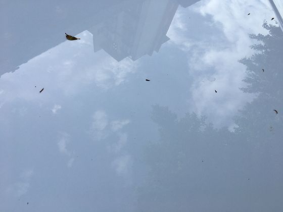 有機棉種植生態效益：自然天敵調控棉蚜與土壤碳匯提升對比