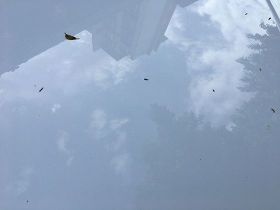 阳台四季桂怎么养？空间限制+通风差，3招...